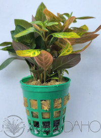Ludwigia inclinata dark orange (sp.Atlantis)