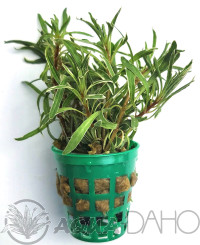 Ludwigia inclinata "White Edge"