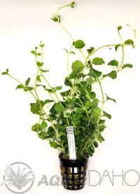 Lysimachia aquatica