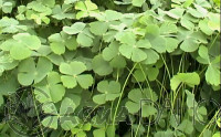 Marsilea crenata