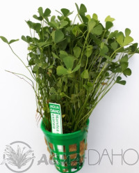 Marsilea sp. exarata