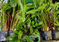 Echinodorus mix XXL 