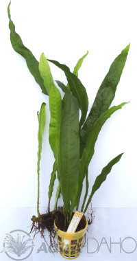 Microsorium pteropus "Narrow" 5+1 zdarma