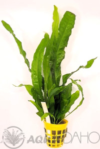 Microsorium pteropus