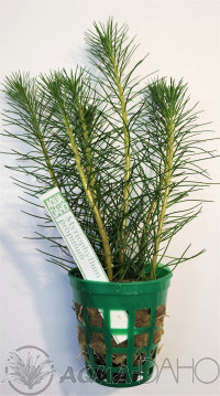 Myriophyllum propinum
