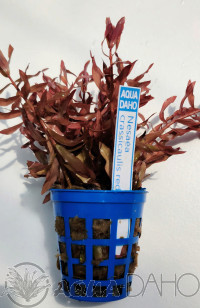 Nesaea crassicaulis red subm.