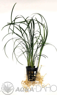 Ophiopogon japonicus T