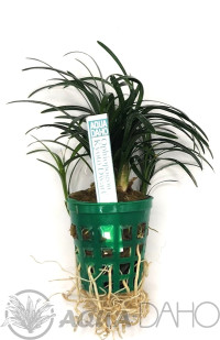 Ophiopogon Kyoto Dwarf T
