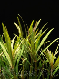 Pogostemon stellata