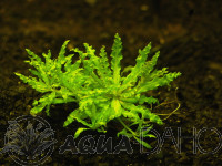 Pogostemon helferi