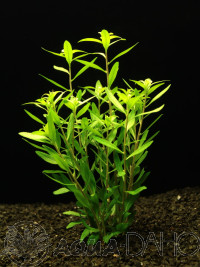 Proserpinaca palustris "Cuba"