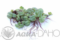 Phyllanthus fluitans