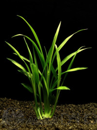 Reineckia carnea