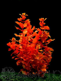 Rotala macrandra subm.