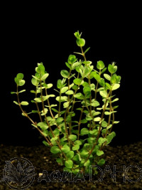 Rotala rotundifolia