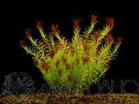 Rotala wallichii
