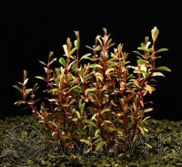 Rotala russila