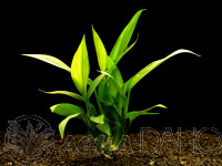 Raphidophora species T