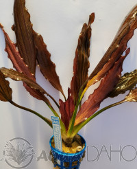 Echinodorus Red Diamond