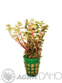 Rotala blood red Singapore