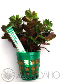 Rotala macrandra em.