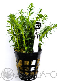 Rotala sp. najean