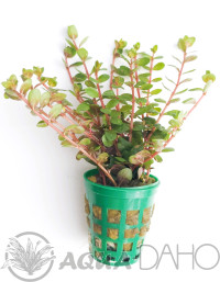 Rotala sp. "Yao Yai"
