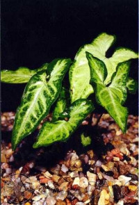 Syngonium albolineatum T