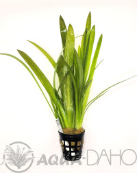 Sagittaria platiphylla