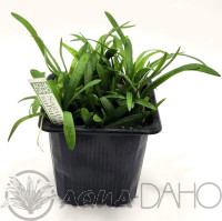 Sagittaria subulata
