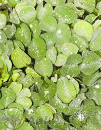 Salvinia auriculata  - box