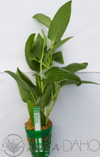 Saururus cernuus