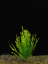 Vallisneria torta