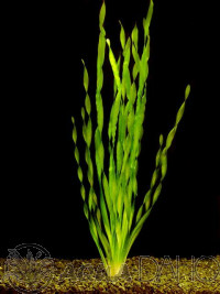 Vallisneria asiatica