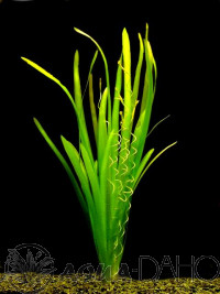 Vallisneria gigantea