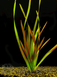 Vallisneria americ. var. rubra