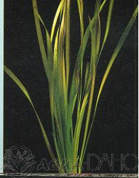 Vallisneria spiralis red