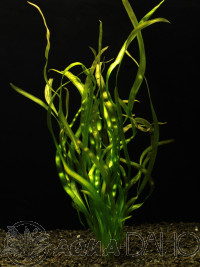 Vallisneria rubra serpanta