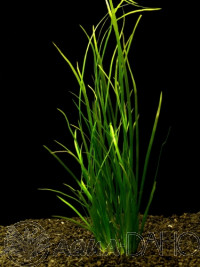 Vallisneria spiralis