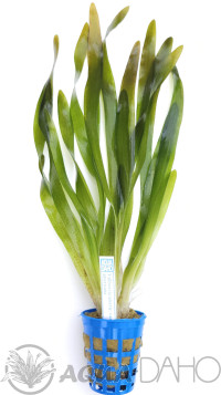 Vallisneria americ.var. americana
