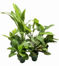 Echinodorus mix (zelený štítek)