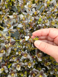 Bacopa salzmannii "Puple"