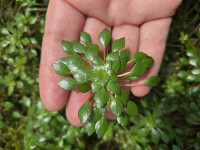 Ludwigia sedioides
