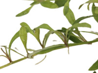 Samolus parviflorus red - em.