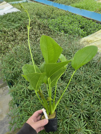 Echinodorus Aquartica XXL