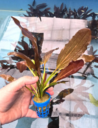 Echinodorus Red October