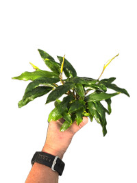 Anubias barteri var. glabra Variegated XL