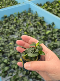 Anubias barteri var. Petite
