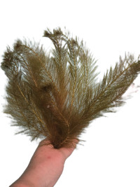 Myriophyllum matogrossense