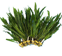 Microsorium pteropus XXL 5+1 zdarma